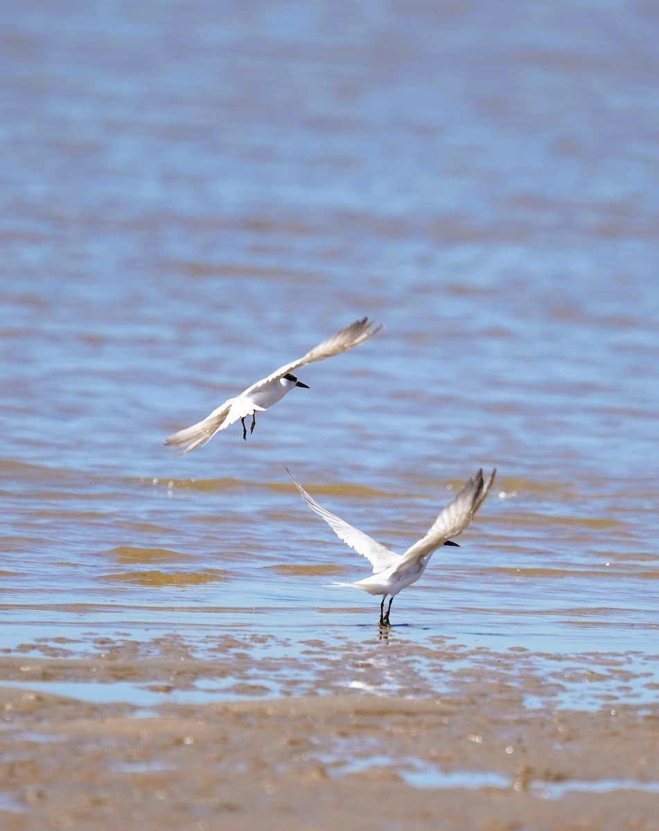 Малая крачка - ML645485872