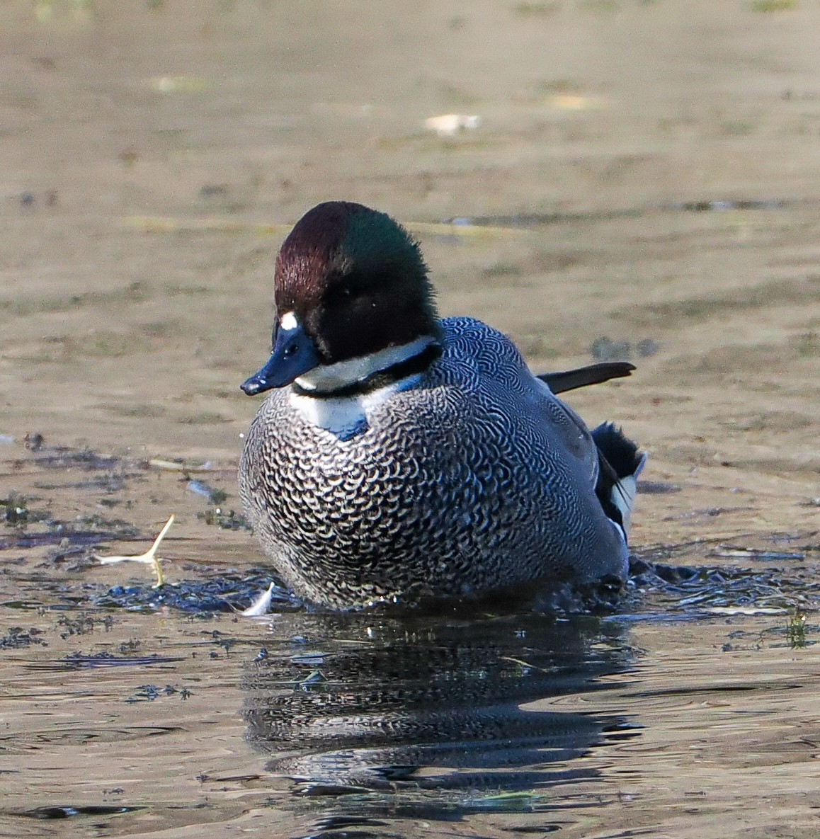 Касатка - ML645485873