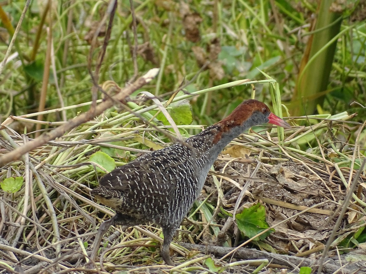 Серогрудый трескун - ML645485874