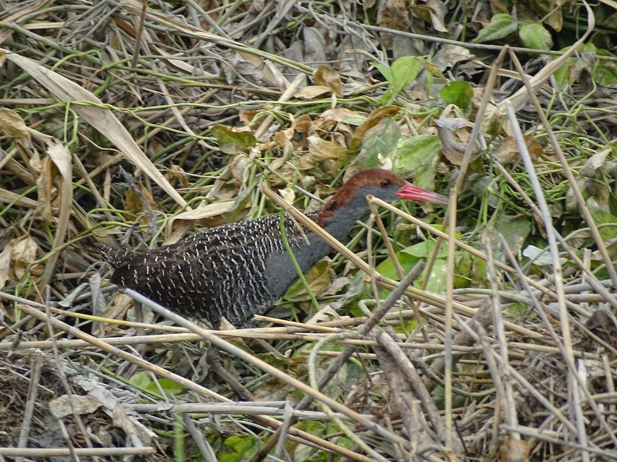 Серогрудый трескун - ML645485875