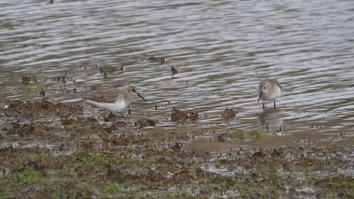 Dunlin - ML645485876