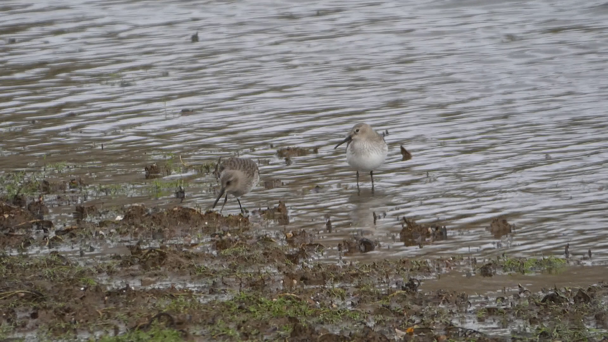 Dunlin - ML645485877