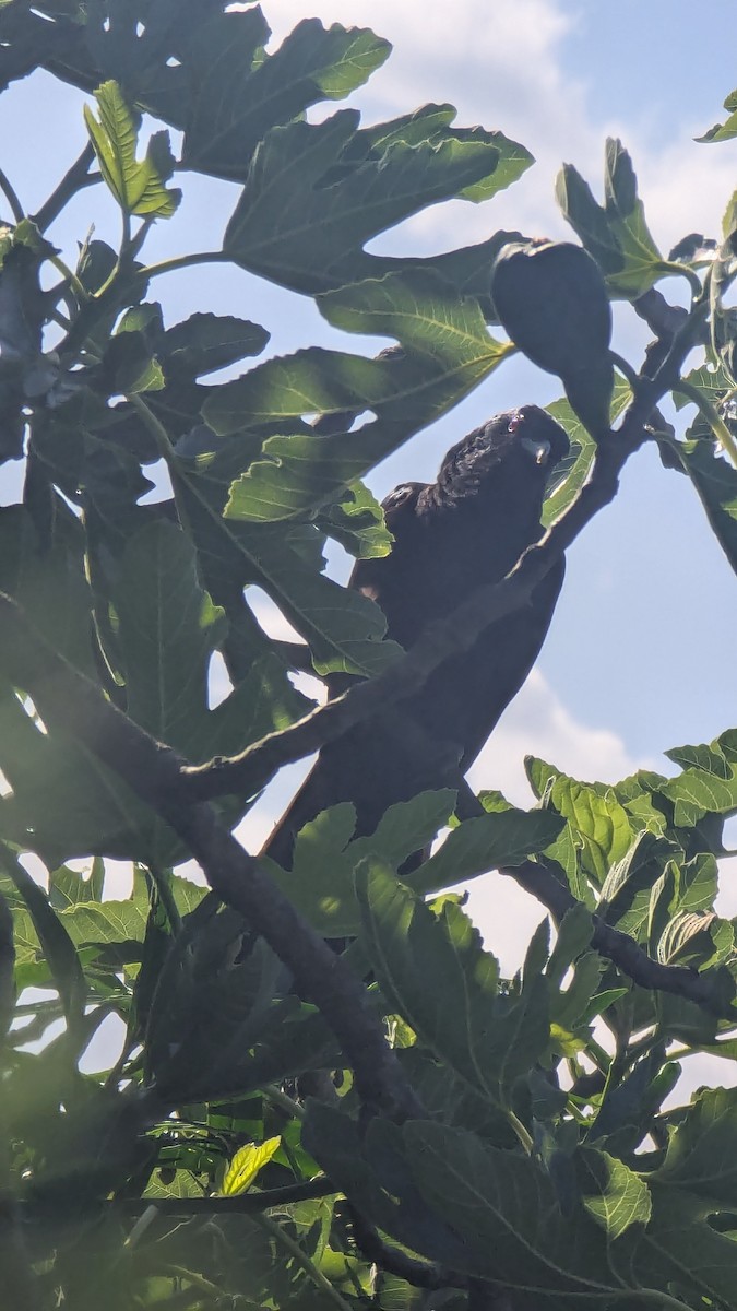 Pacific Koel - ML645485882