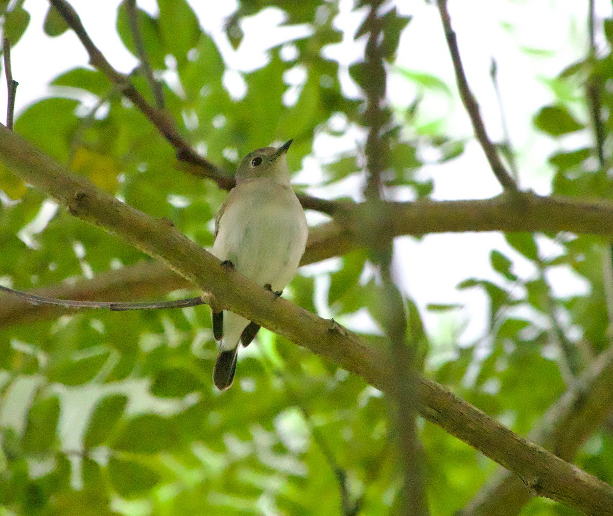Taiga Flycatcher - ML645485885