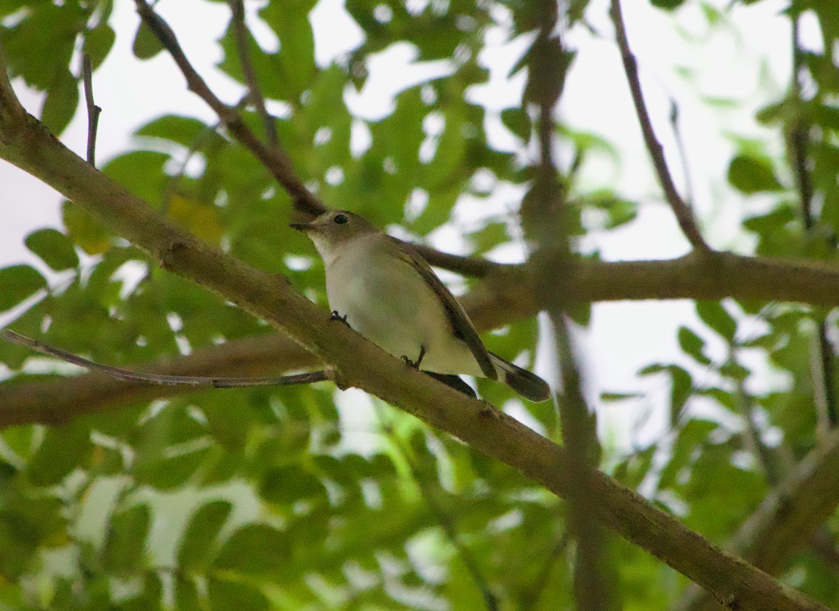 Taiga Flycatcher - ML645485886