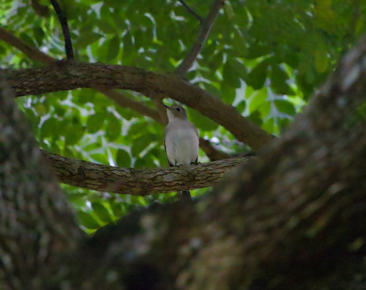 Taiga Flycatcher - ML645485887