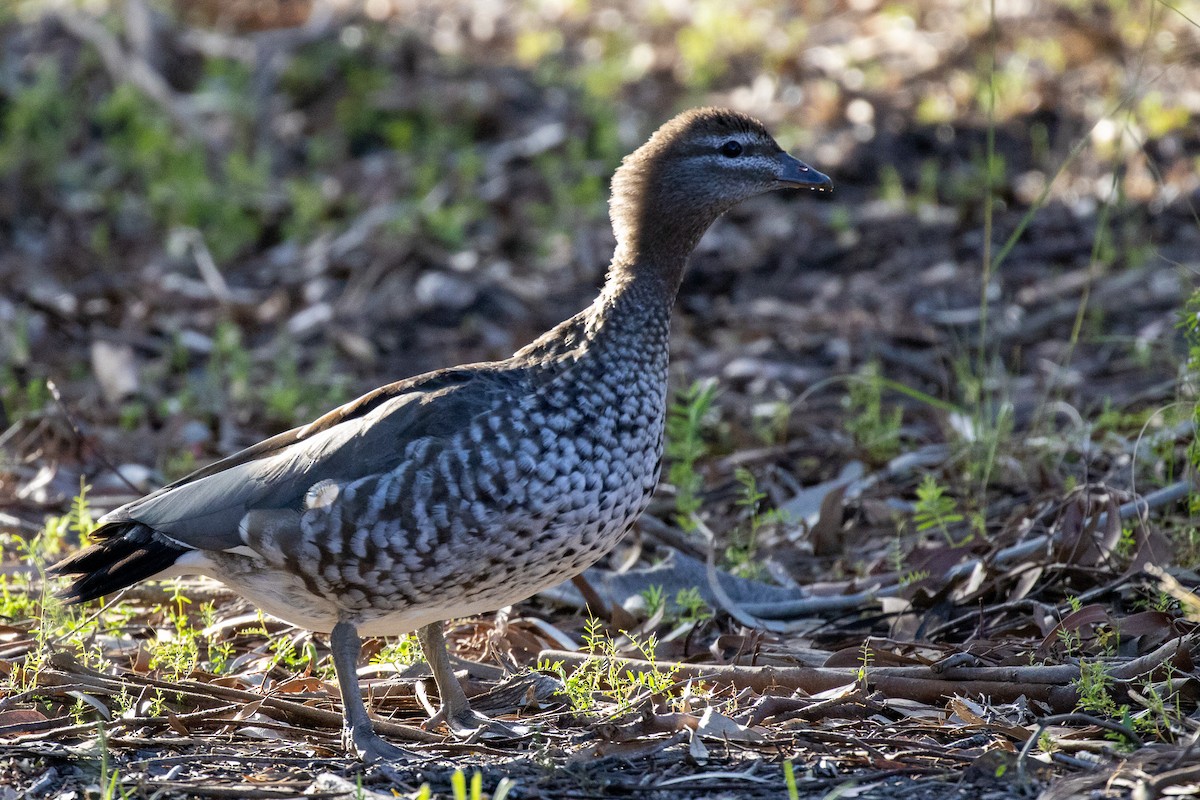 Maned Duck - ML645485888