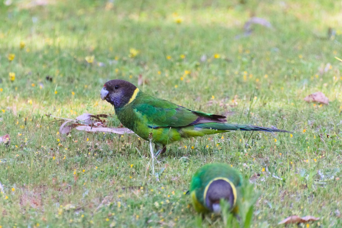 Australian Ringneck - ML645485889