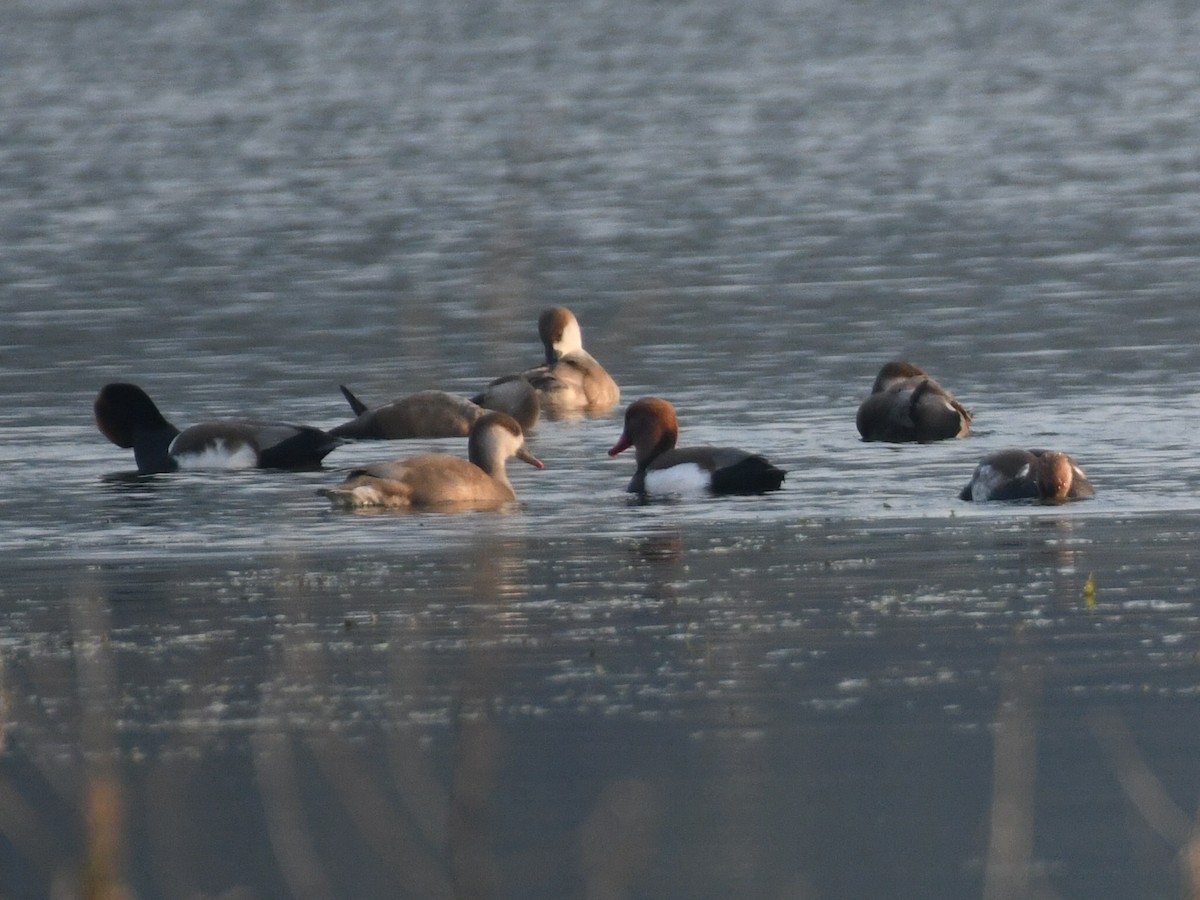 Red-crested Pochard - ML645485893