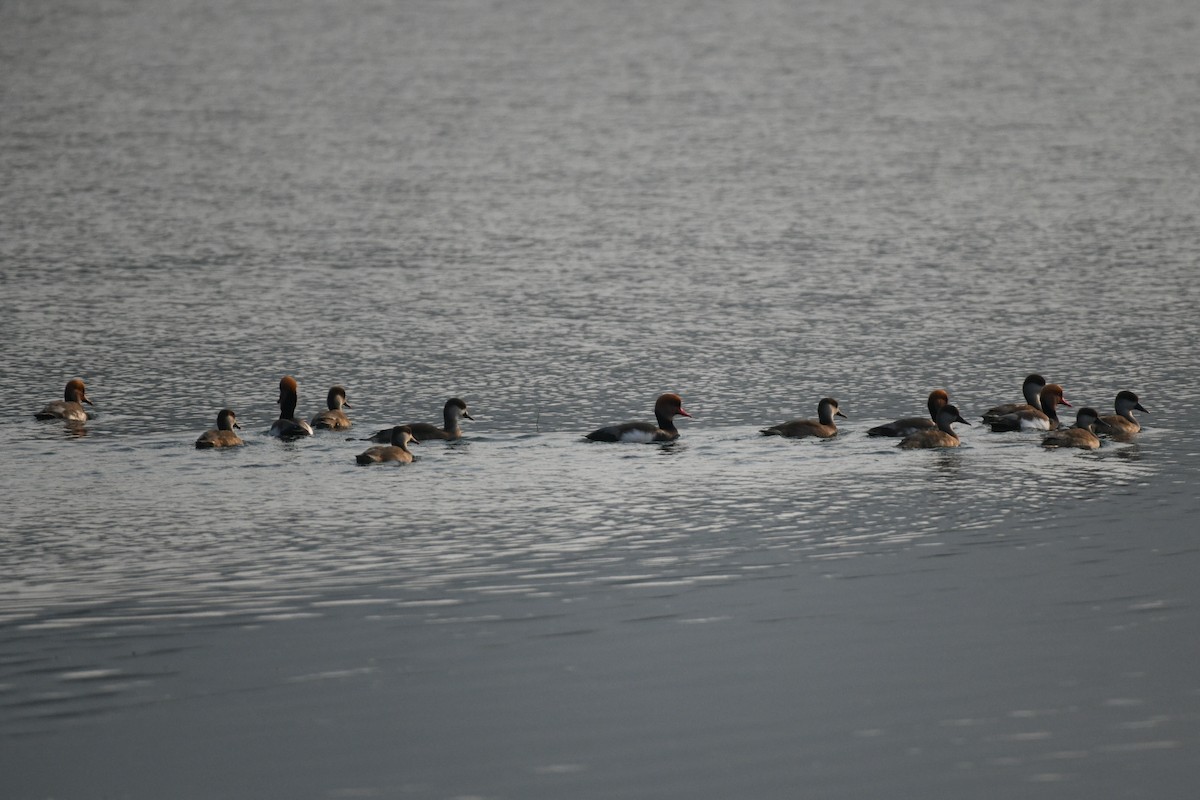 Red-crested Pochard - ML645485894