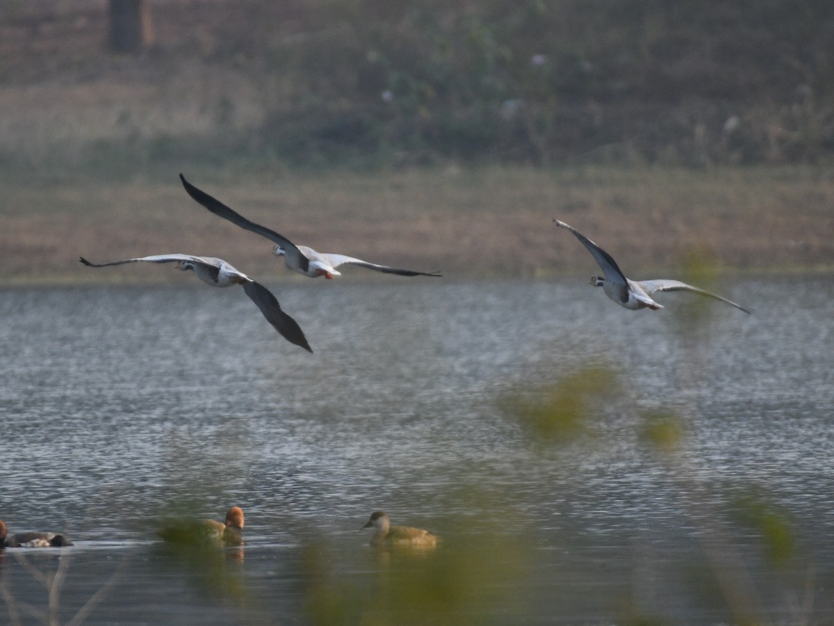 Bar-headed Goose - ML645485895