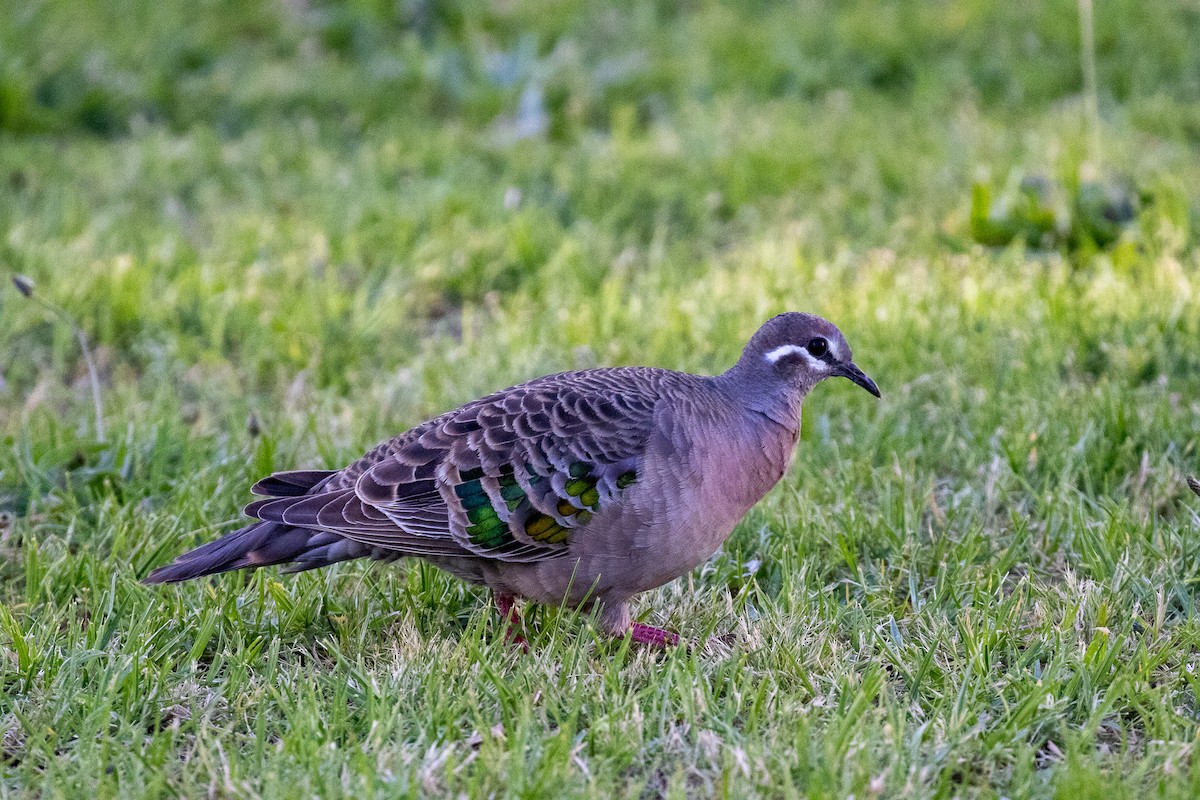 Common Bronzewing - ML645485898