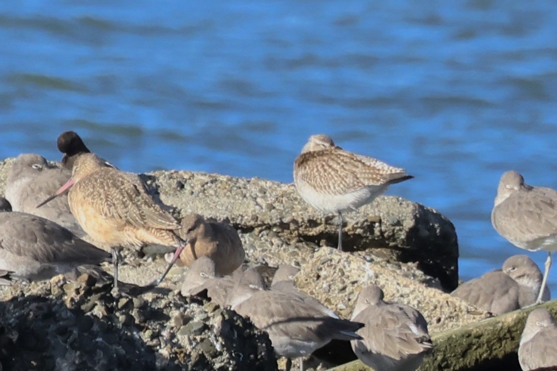 Bar-tailed Godwit - ML645485901