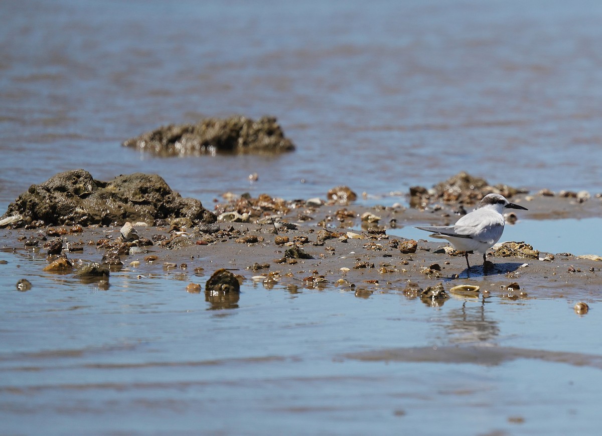 Little Tern - ML645485902