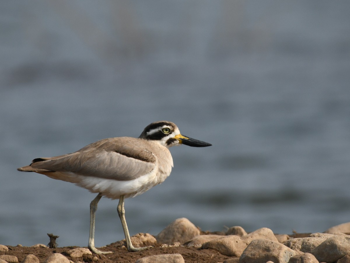 Great Thick-knee - ML645485903