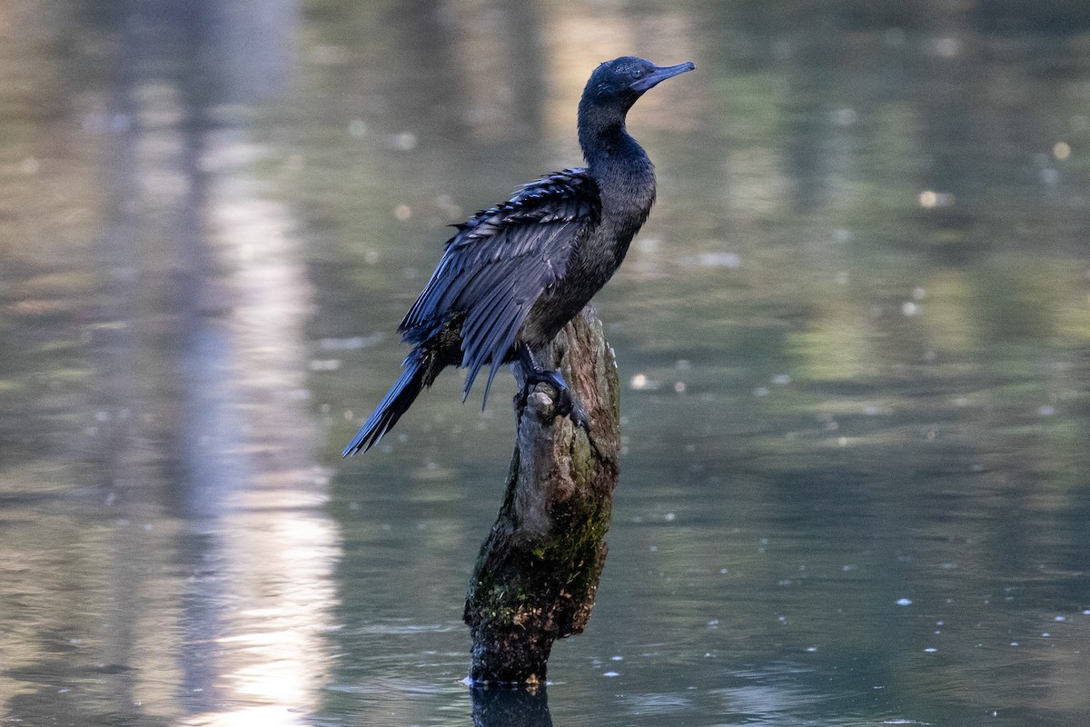 Little Black Cormorant - ML645485904