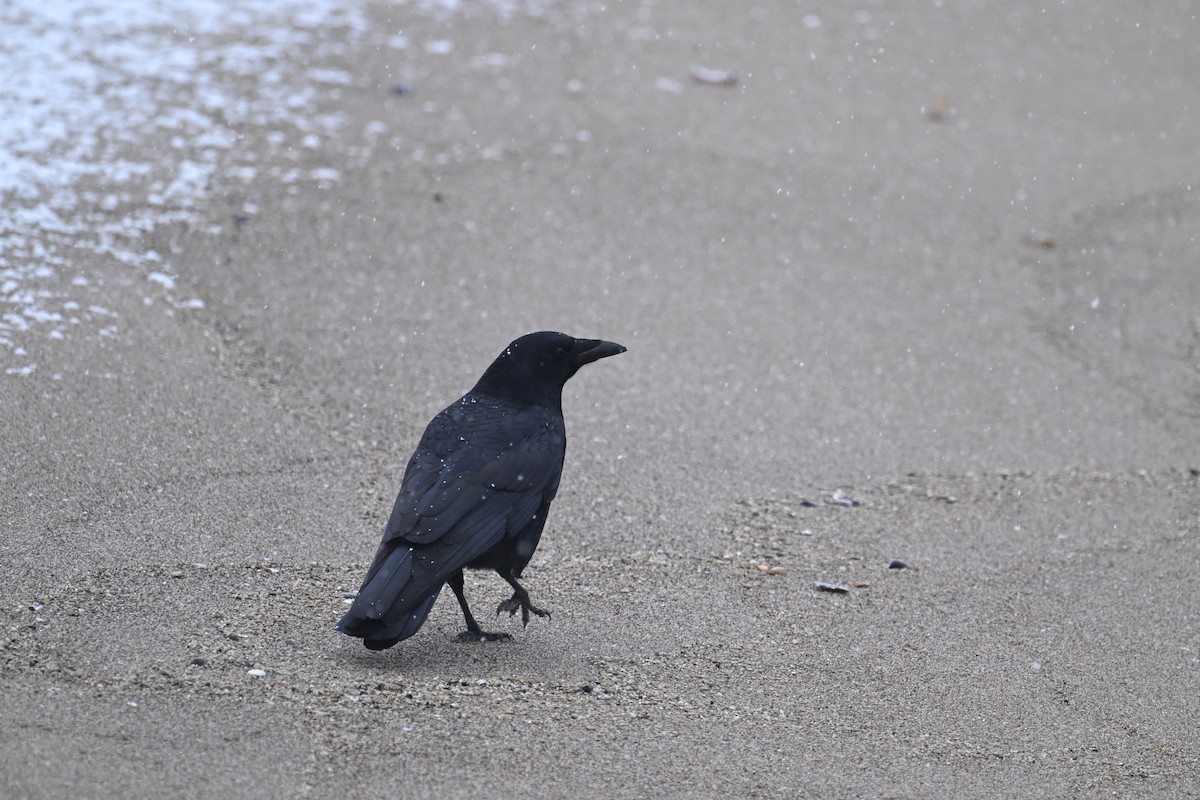 Carrion Crow - ML645485905