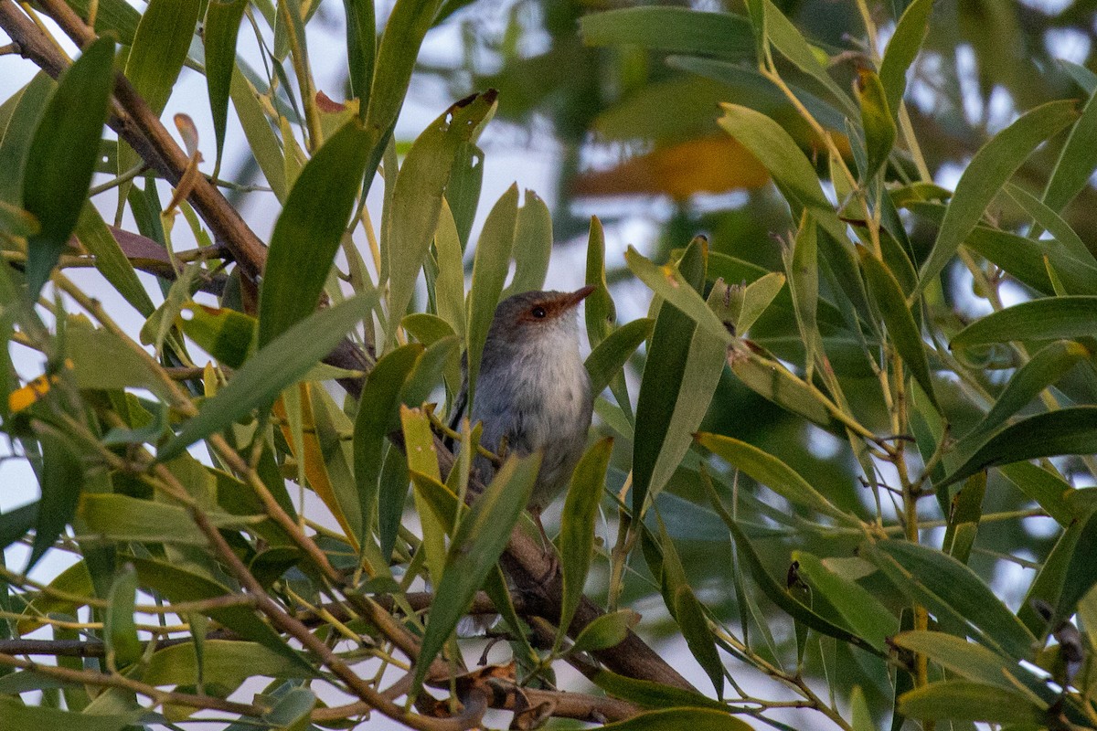 Superb Fairywren - ML645485906