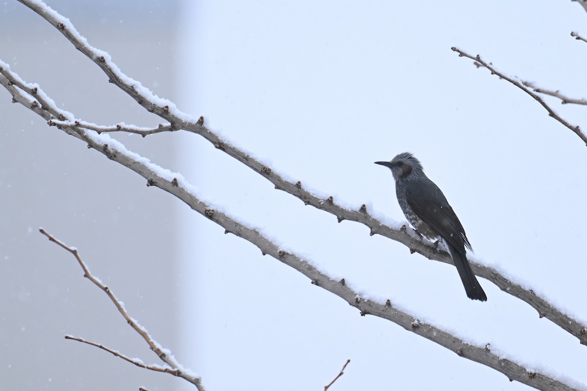 Brown-eared Bulbul - ML645485907