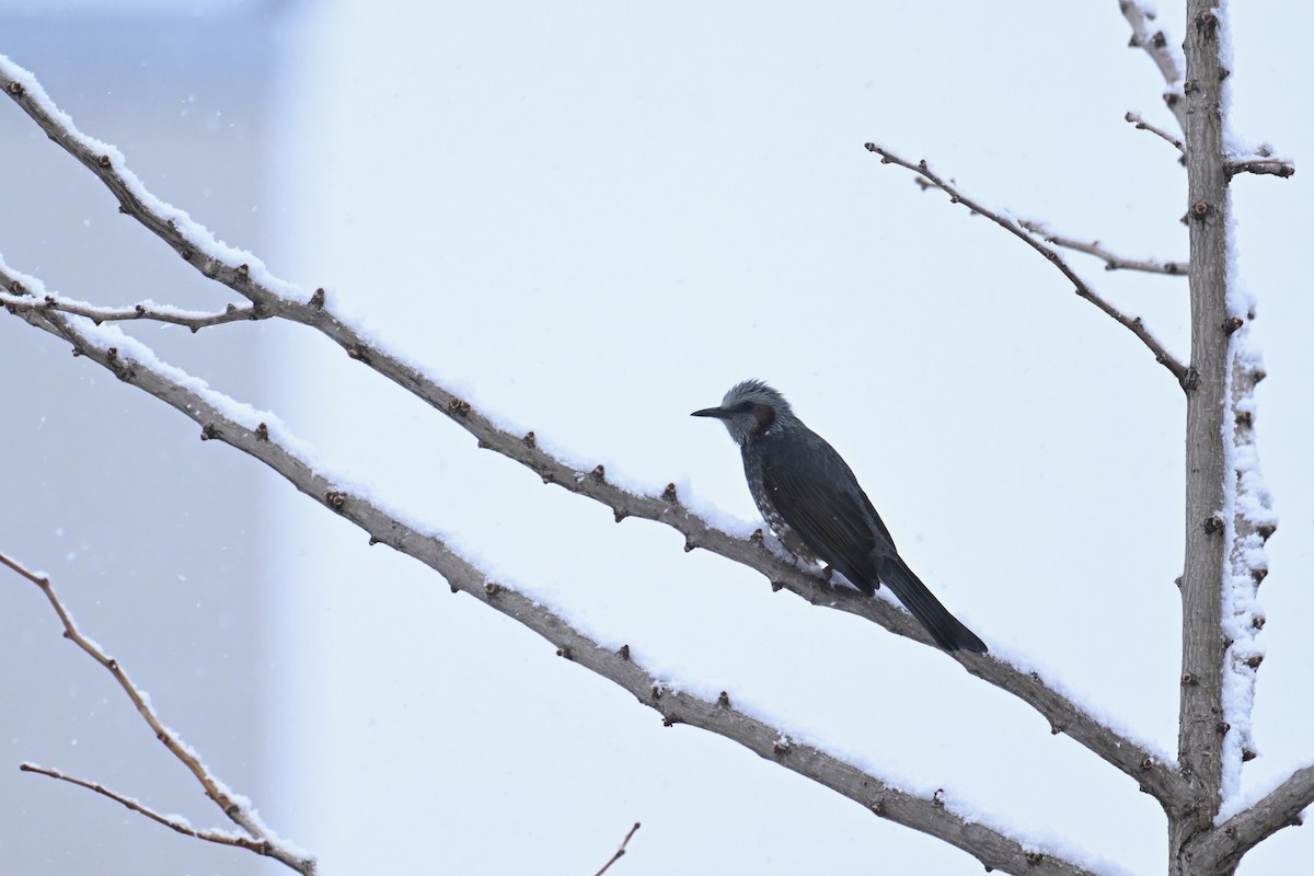 Brown-eared Bulbul - ML645485908