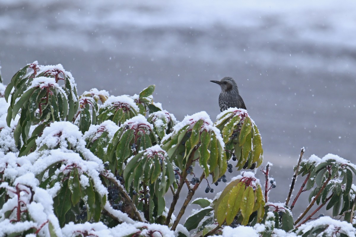 Brown-eared Bulbul - ML645485909