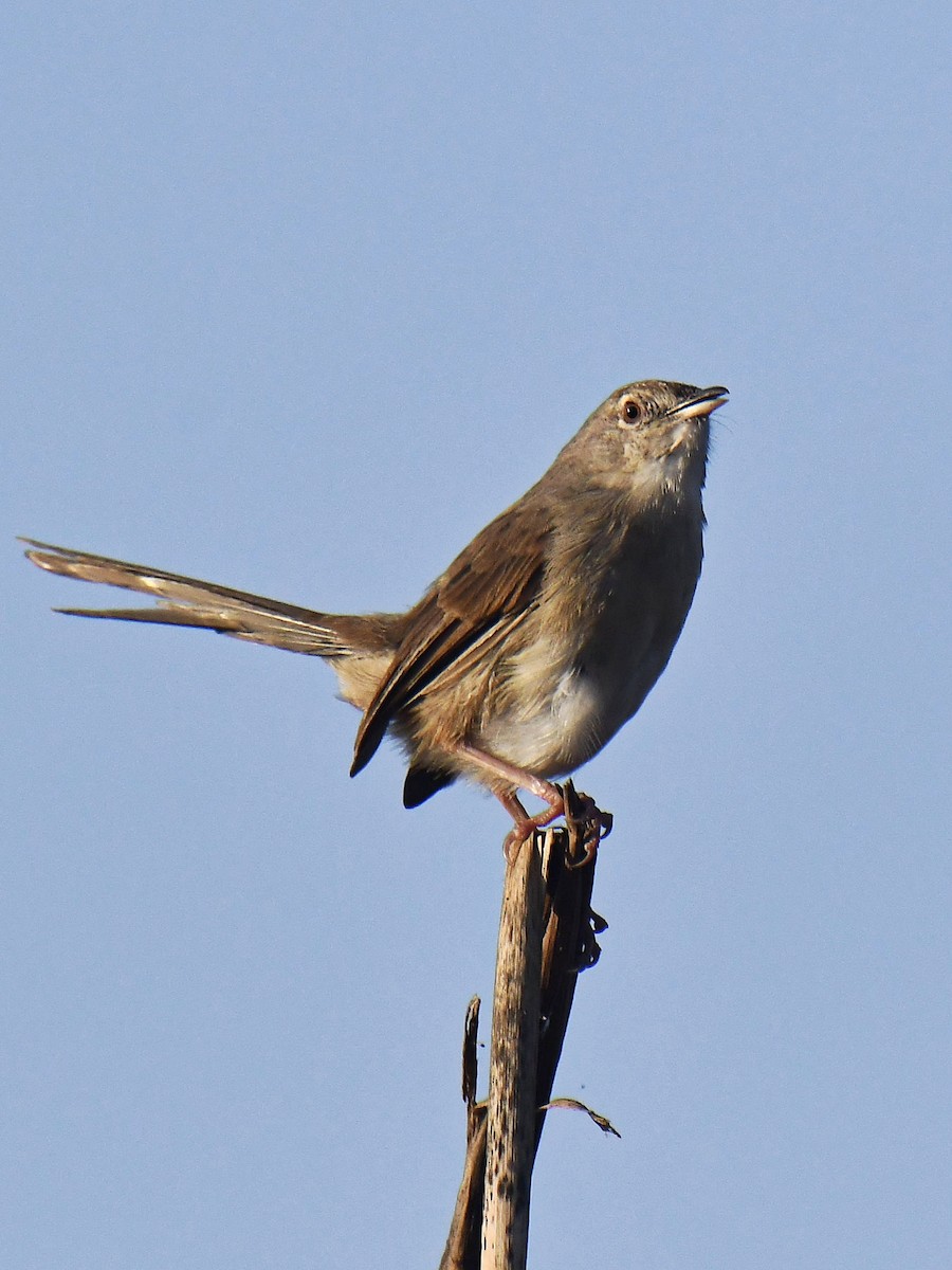 Jungle Prinia - ML645485912
