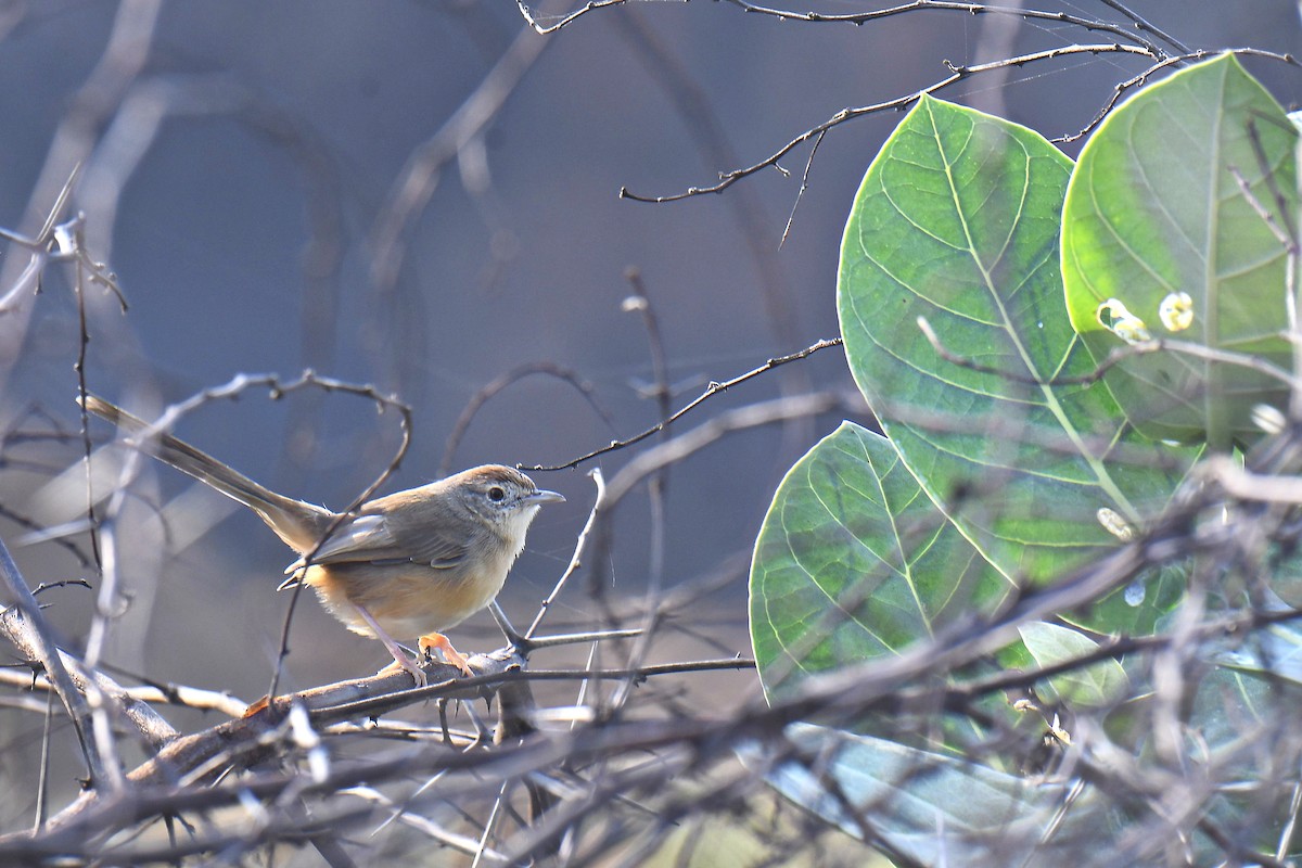 Jungle Prinia - ML645485913