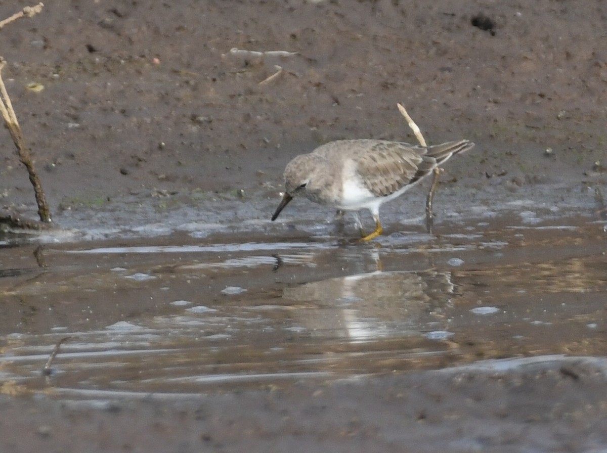 Temminck's Stint - ML645485914