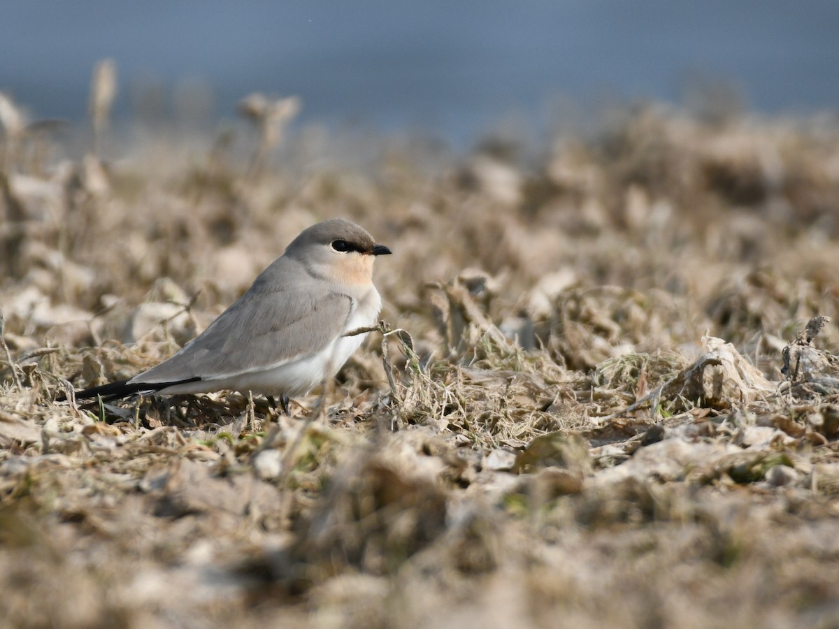 Small Pratincole - ML645485916