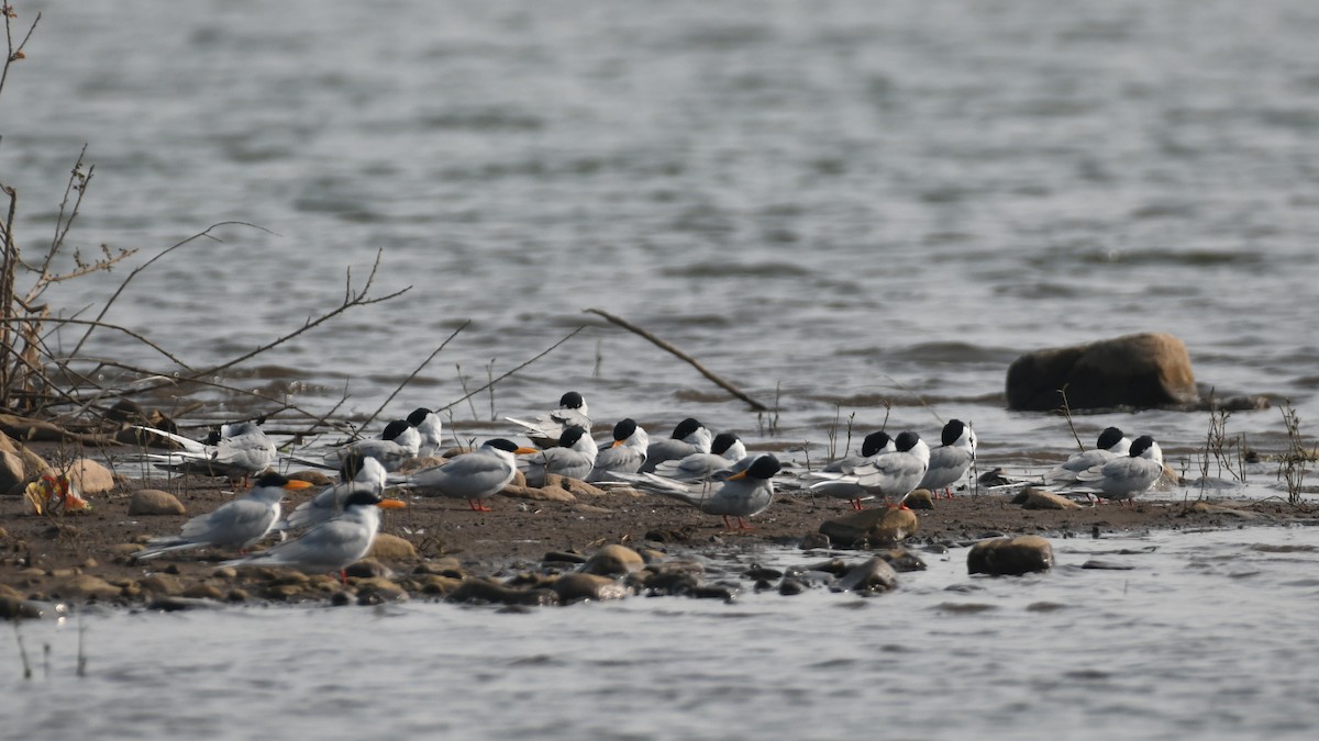 River Tern - ML645485917