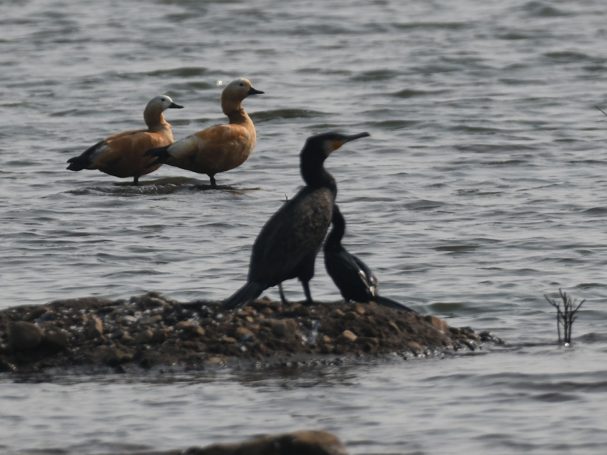Great Cormorant - ML645485918