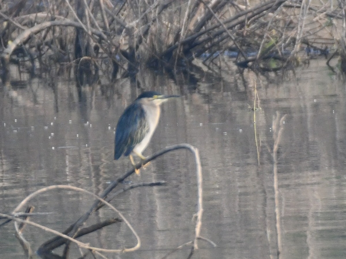 Little Heron - ML645485919