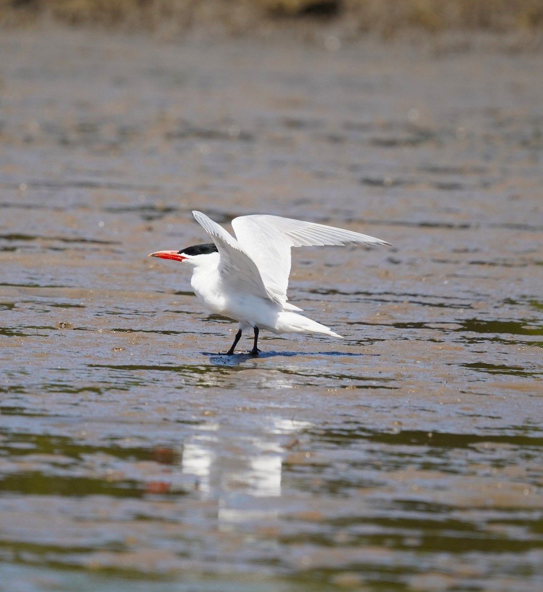 Caspian Tern - ML645485921