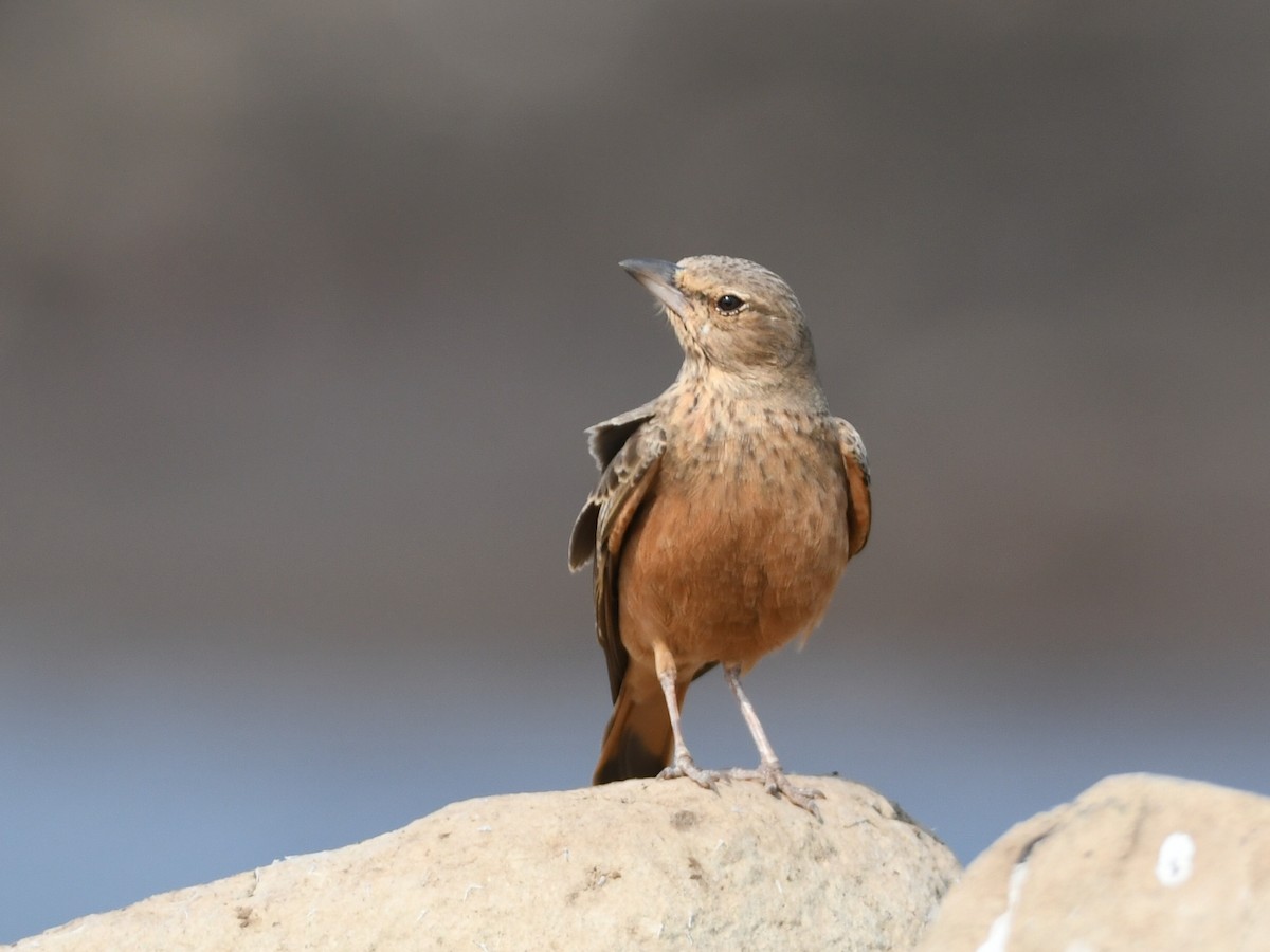 Rufous-tailed Lark - ML645485923