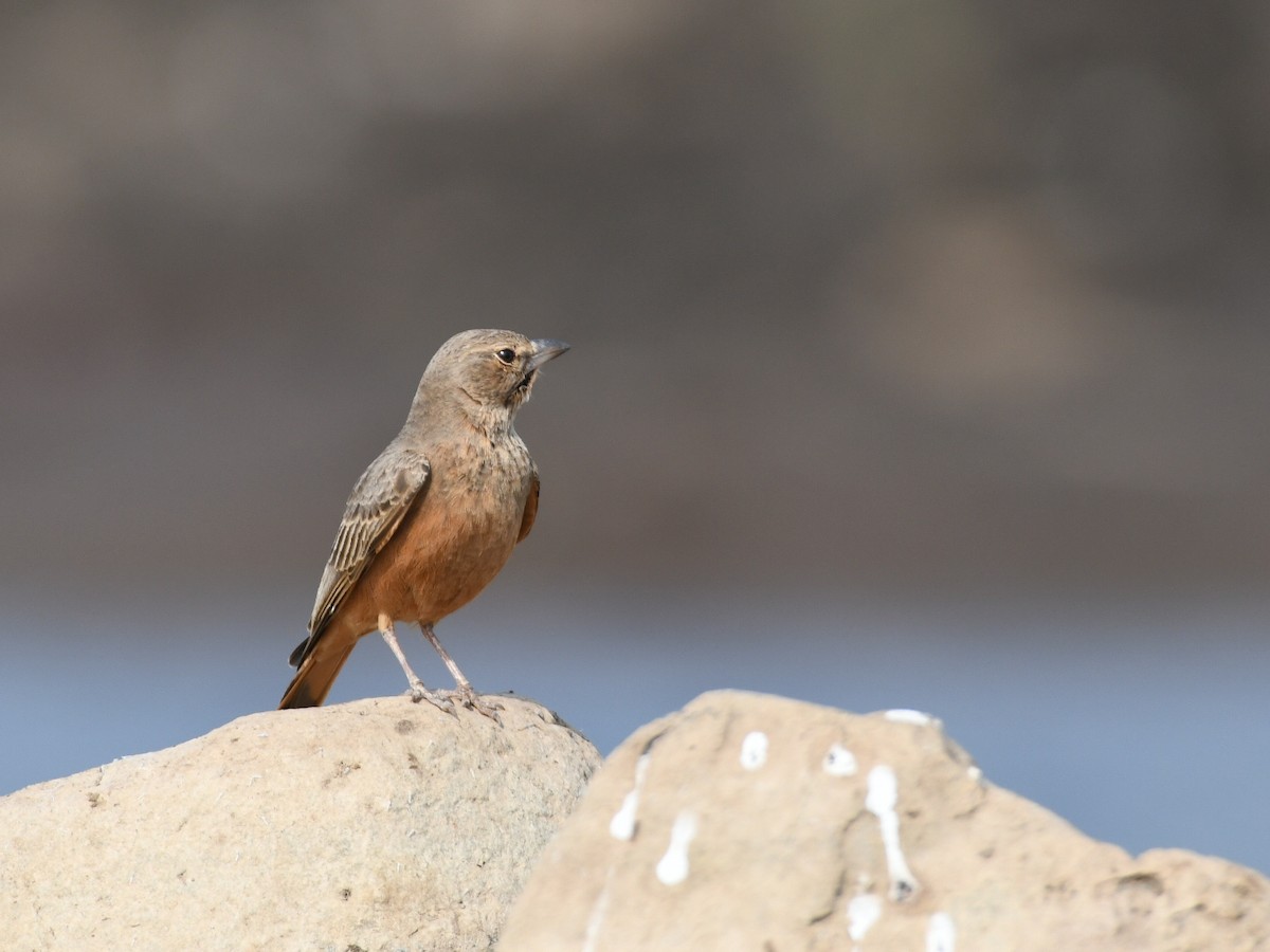 Rufous-tailed Lark - ML645485924