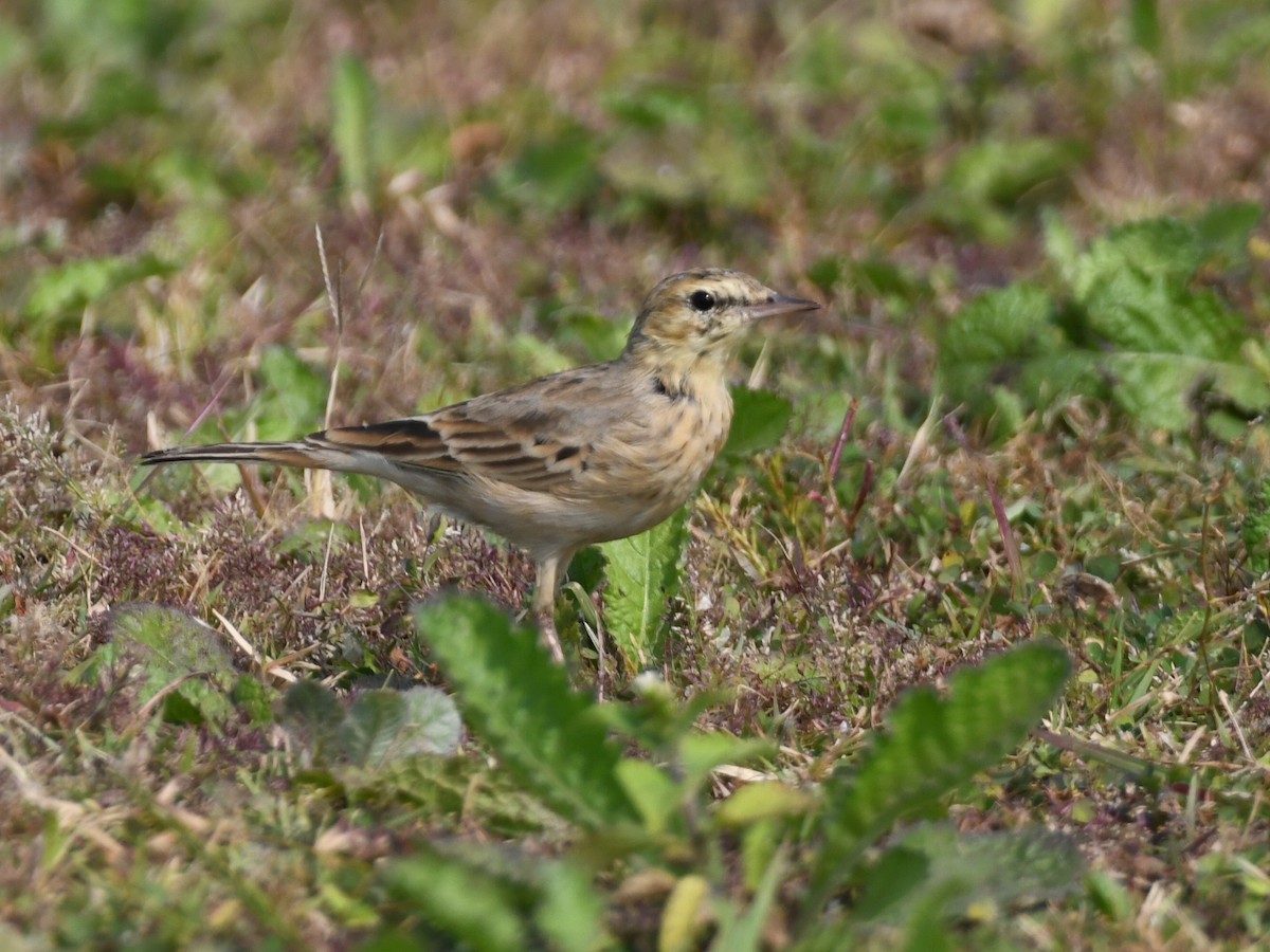 Tawny Pipit - ML645485926