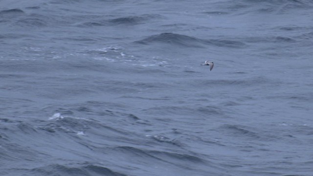 gråstormsvale - ML645485934