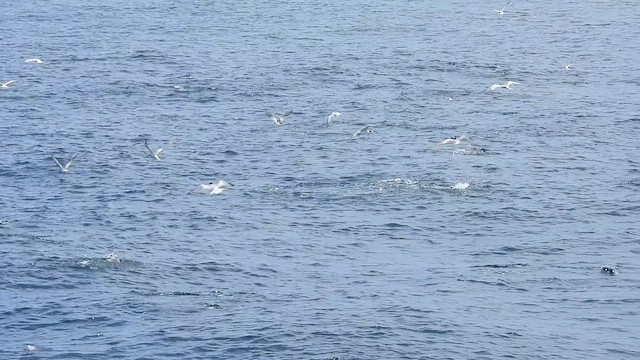 Крячок річковий - ML645485937