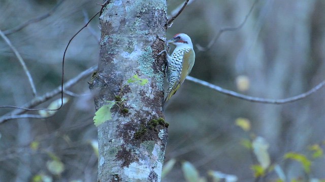 samuraispett - ML645485938