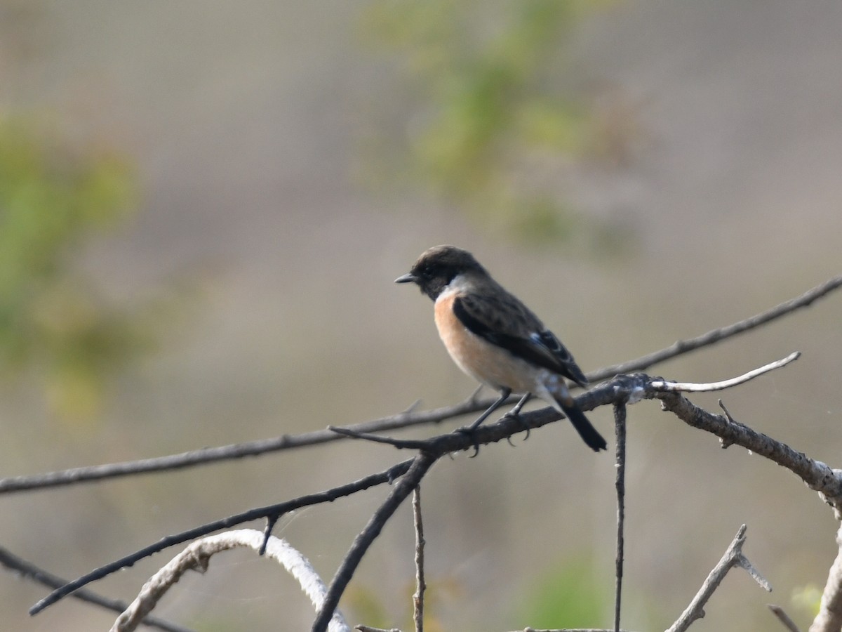 bramborníček sibiřský - ML645485945