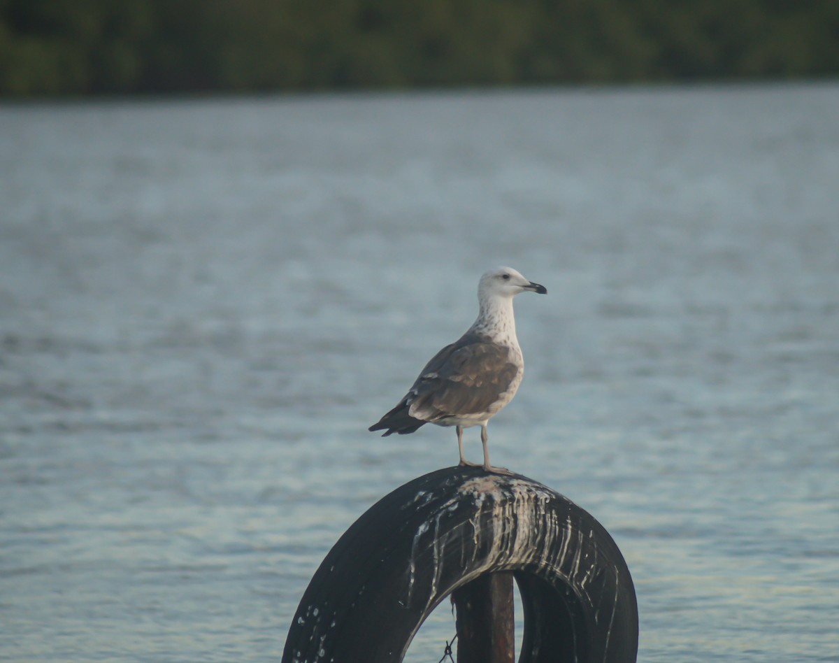 Lesser Black-backed Gull - ML645485961