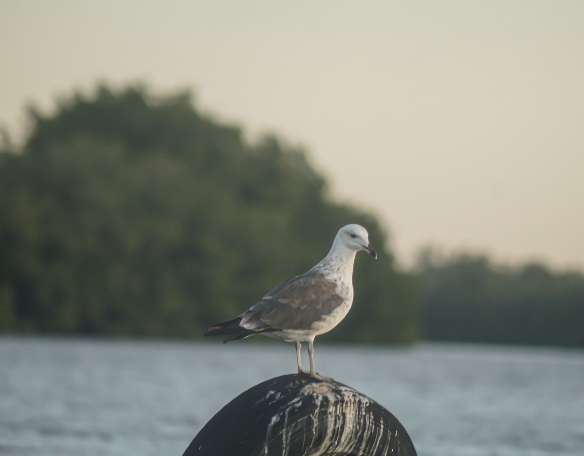 Lesser Black-backed Gull - ML645485962