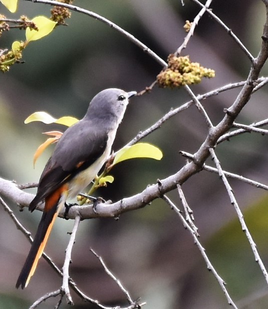 Small Minivet - ML645485972
