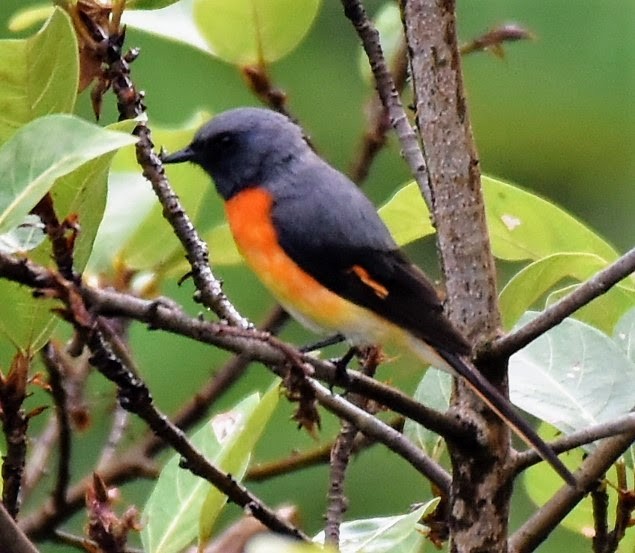 Small Minivet - ML645485973