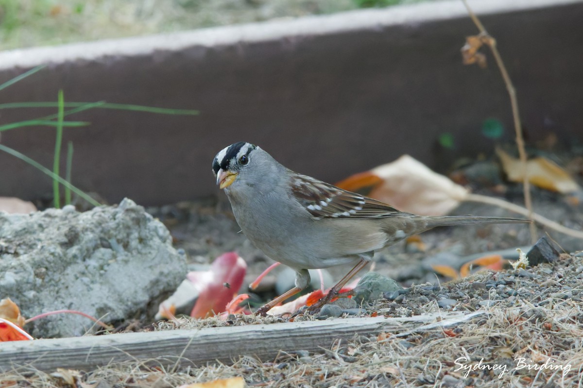 Porsuk Serçesi - ML645485974