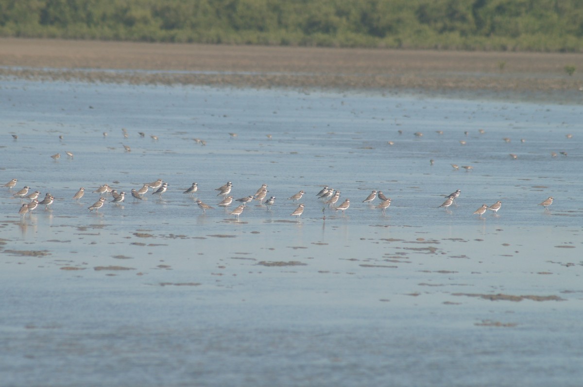 Wilson's Plover - ML645485977