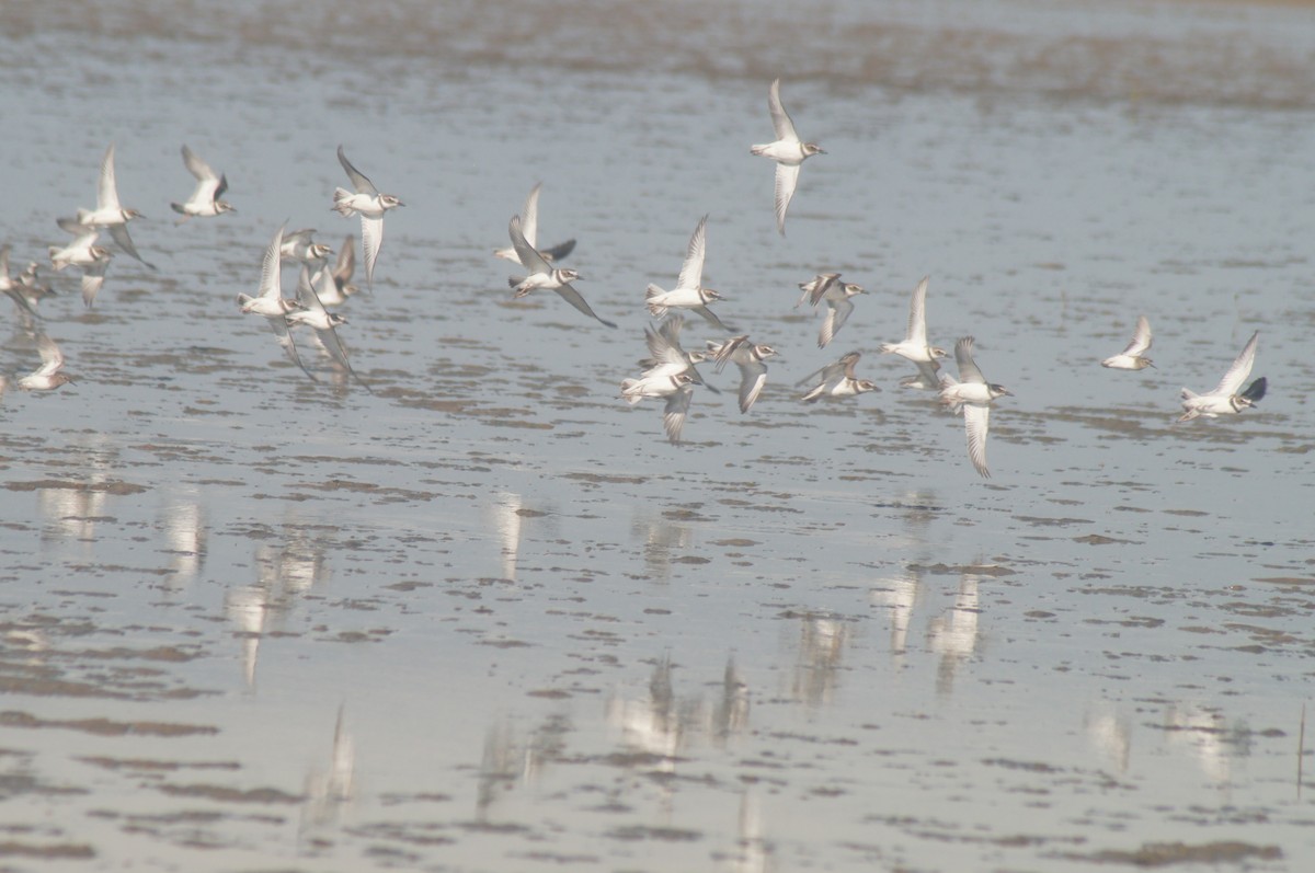 Wilson's Plover - ML645485978