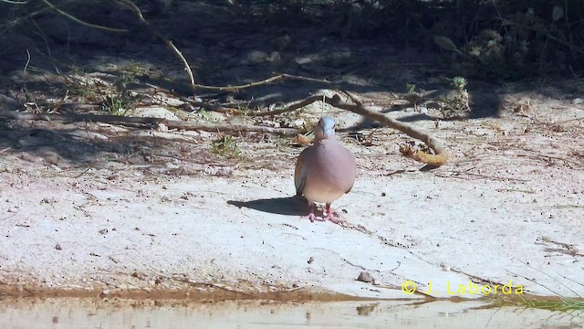 Горлиця звичайна - ML645486072