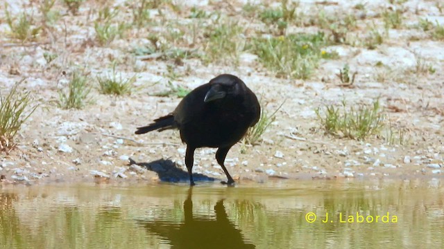 Ворона чорна - ML645486073