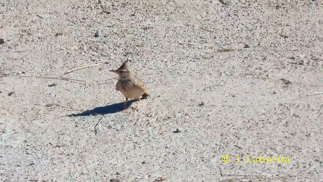 Посмітюха звичайна - ML645486075